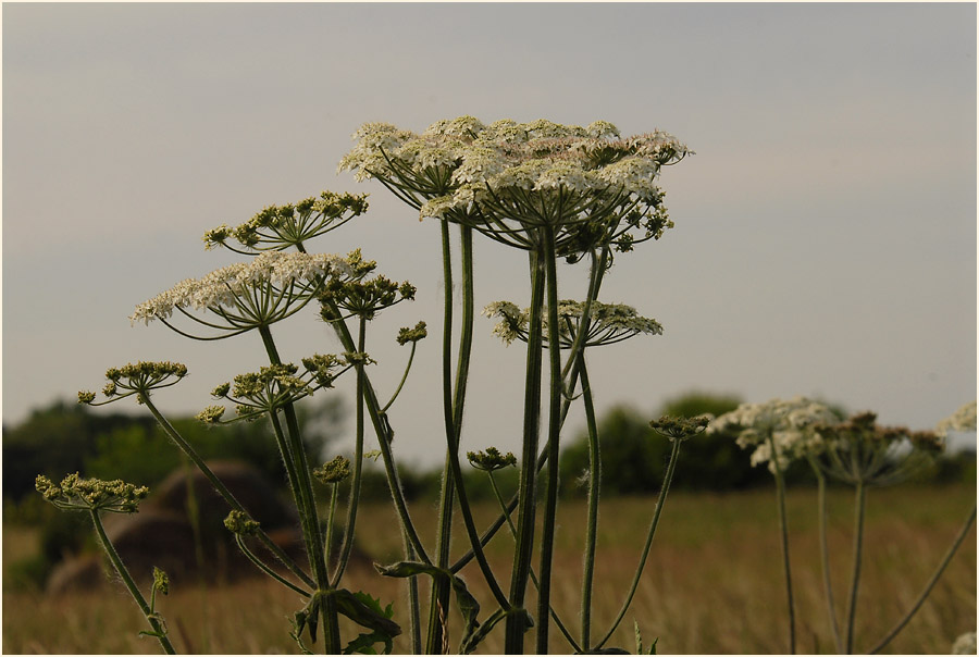 Bärenklau (Heracleum sphondylium)