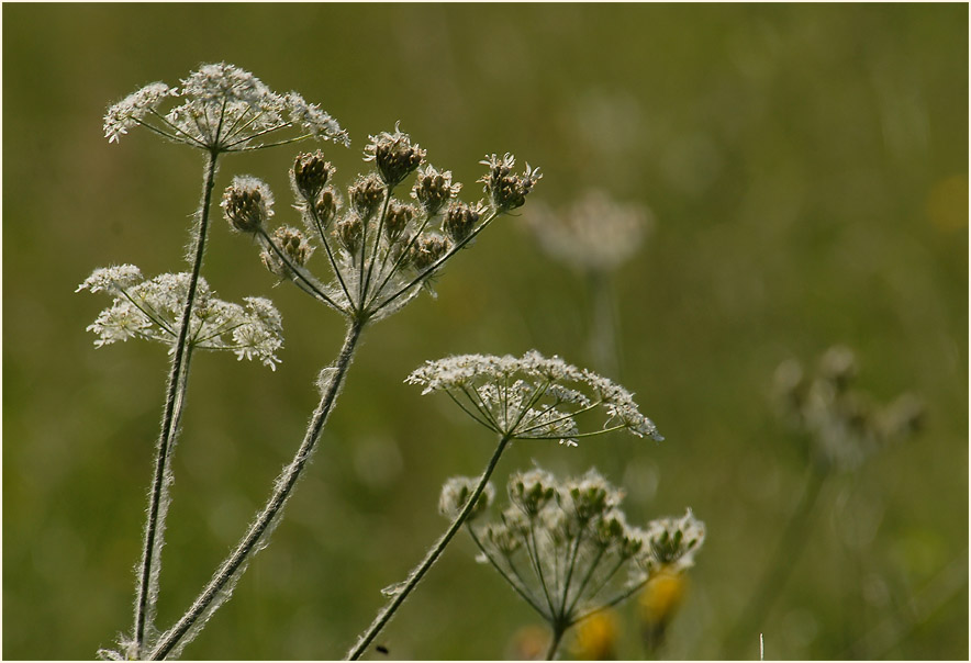 Bärenklau (Heracleum sphondylium)