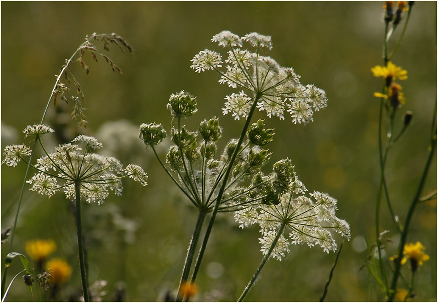 Bärenklau (Heracleum sphondylium)