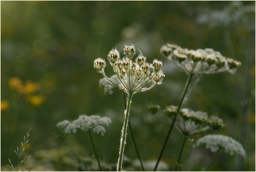 Bärenklau (Heracleum sphondylium)