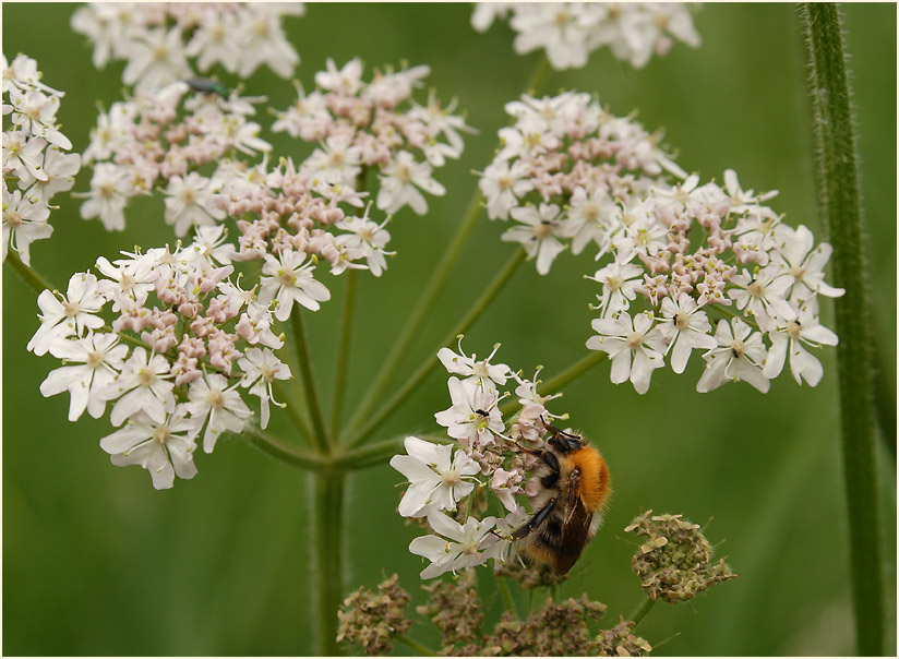 Bärenklau (Heracleum sphondylium)