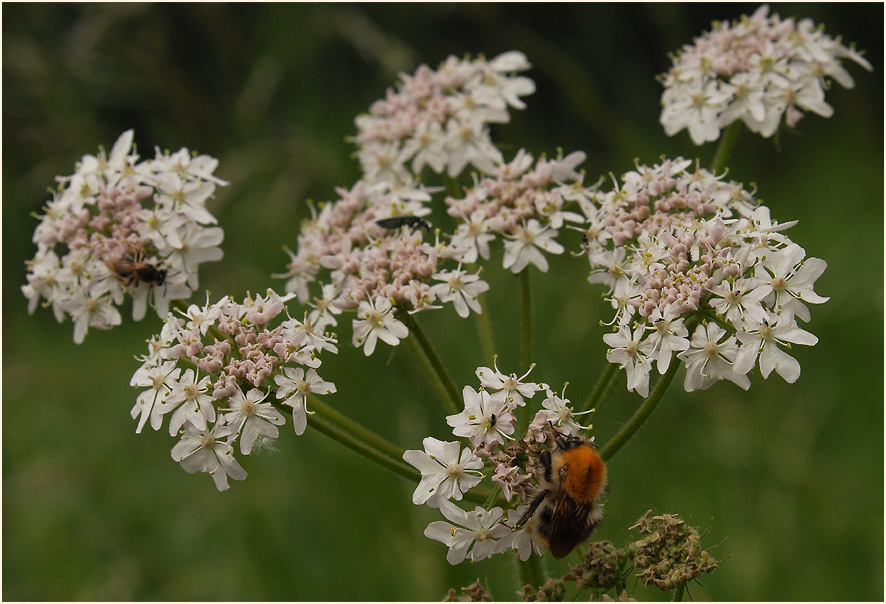 Bärenklau (Heracleum sphondylium)