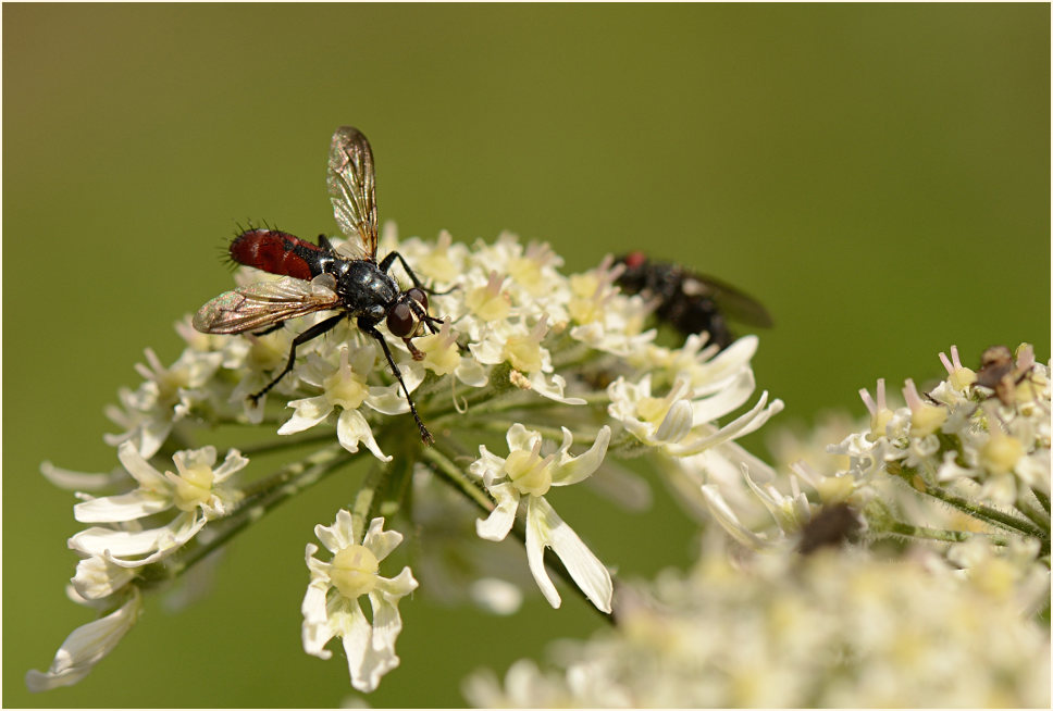 Bärenklau (Heracleum sphondylium)