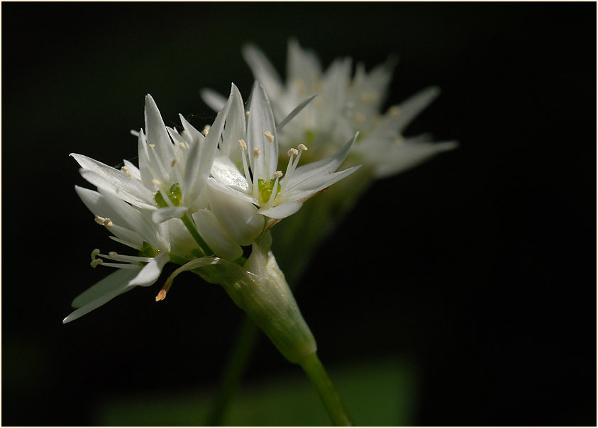 Bär-Lauch (Allium ursinum)