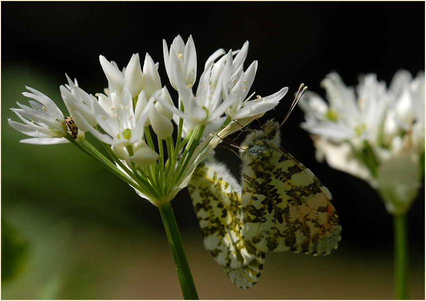 Bär-Lauch (Allium ursinum)