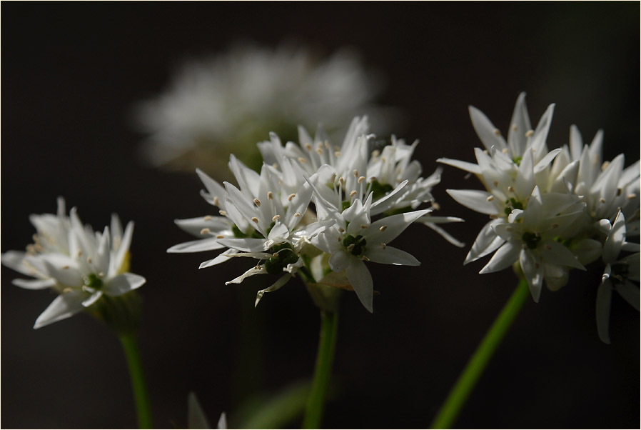 Bär-Lauch (Allium ursinum)