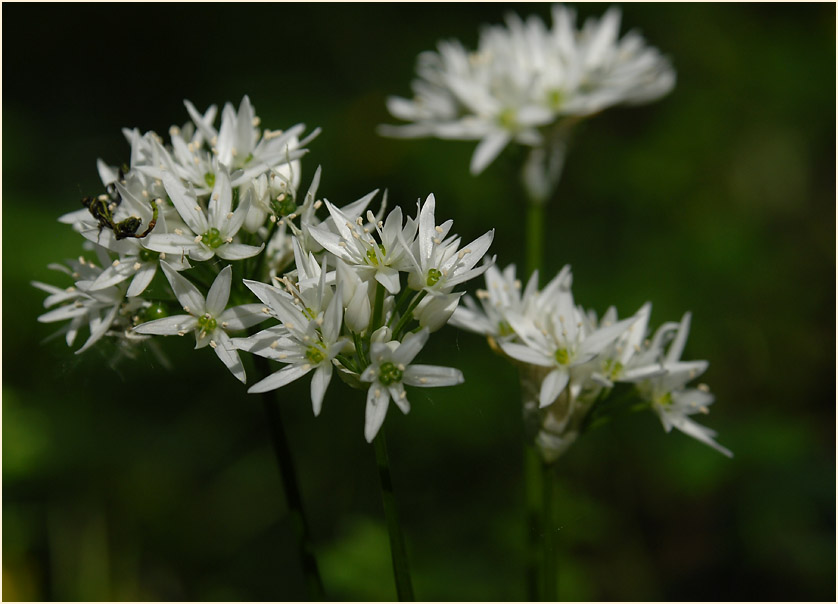 Bär-Lauch (Allium ursinum)