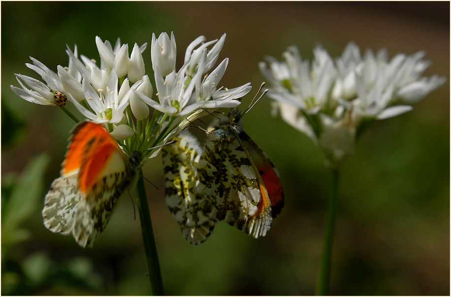 Bär-Lauch (Allium ursinum)