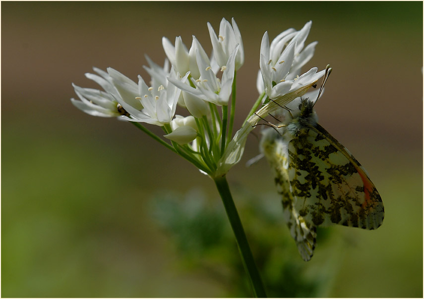 Bär-Lauch (Allium ursinum)