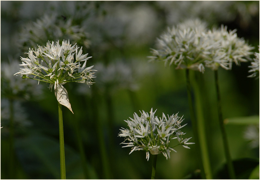 Bär-Lauch (Allium ursinum)