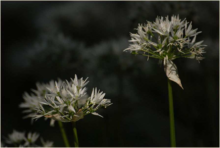 Bär-Lauch (Allium ursinum)