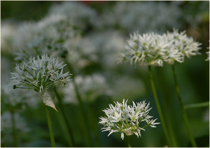 Bär-Lauch (Allium ursinum)