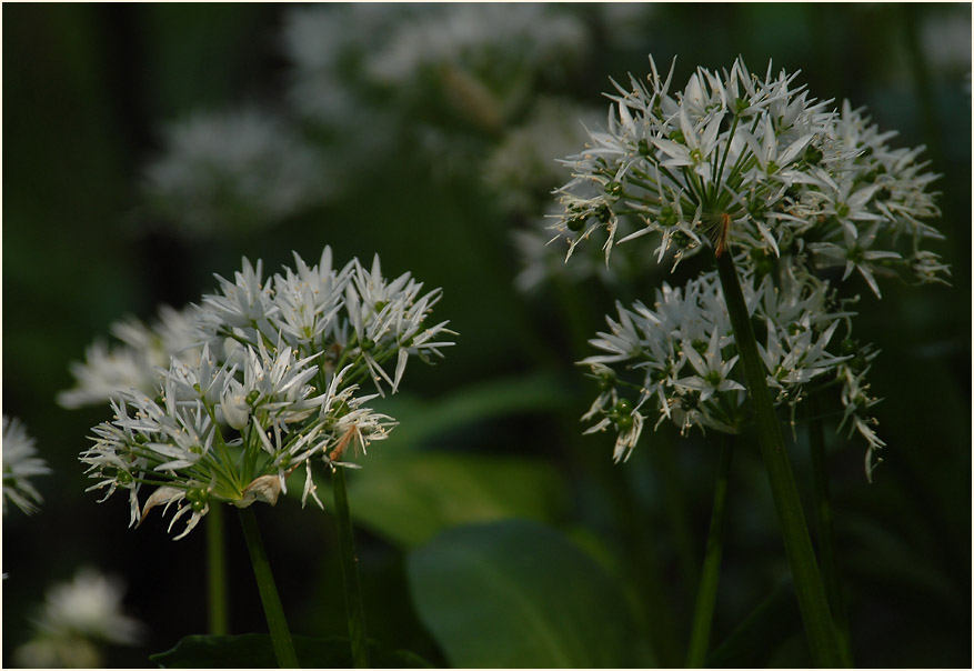 Bär-Lauch (Allium ursinum)