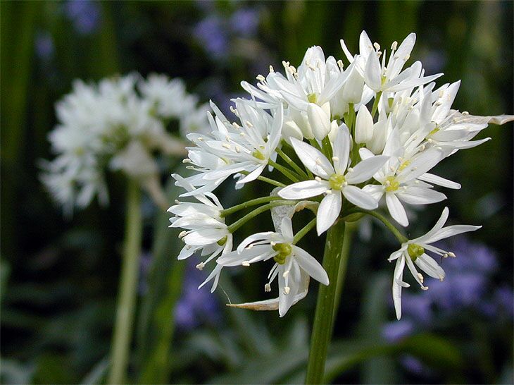 Bär-Lauch (Allium ursinum)