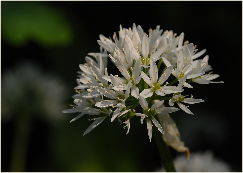 Bär-Lauch (Allium ursinum)