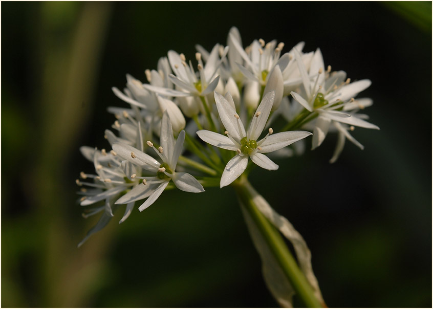 Bär-Lauch (Allium ursinum)