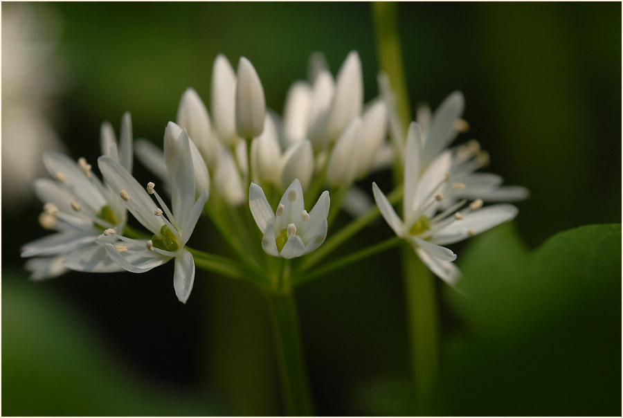 Bär-Lauch (Allium ursinum)