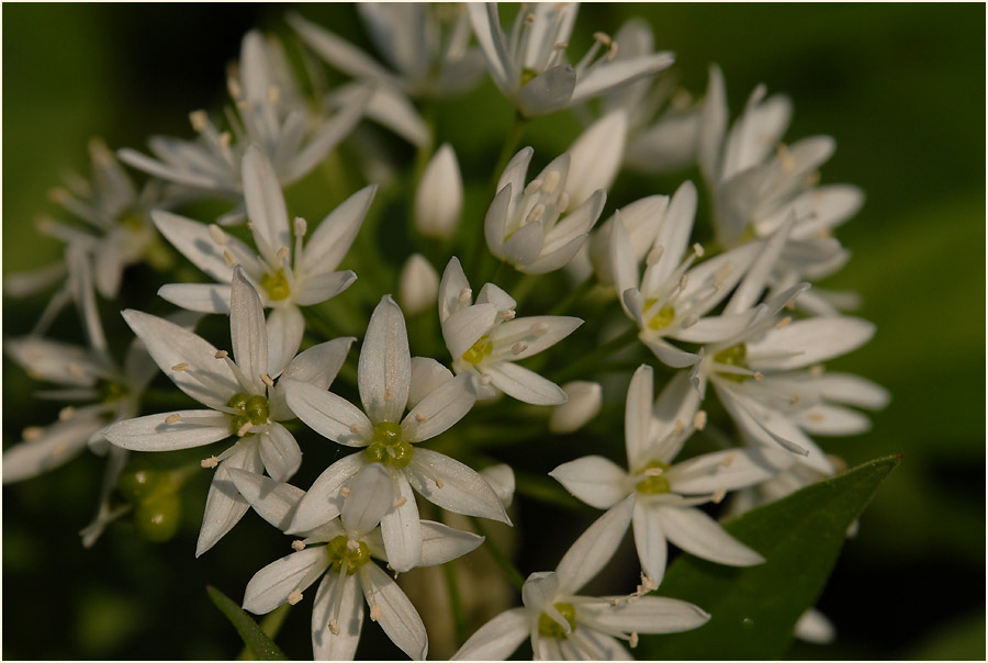 Bär-Lauch (Allium ursinum)