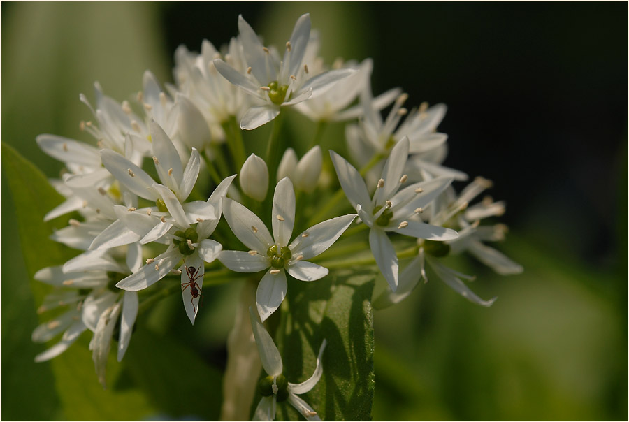 Bär-Lauch (Allium ursinum)