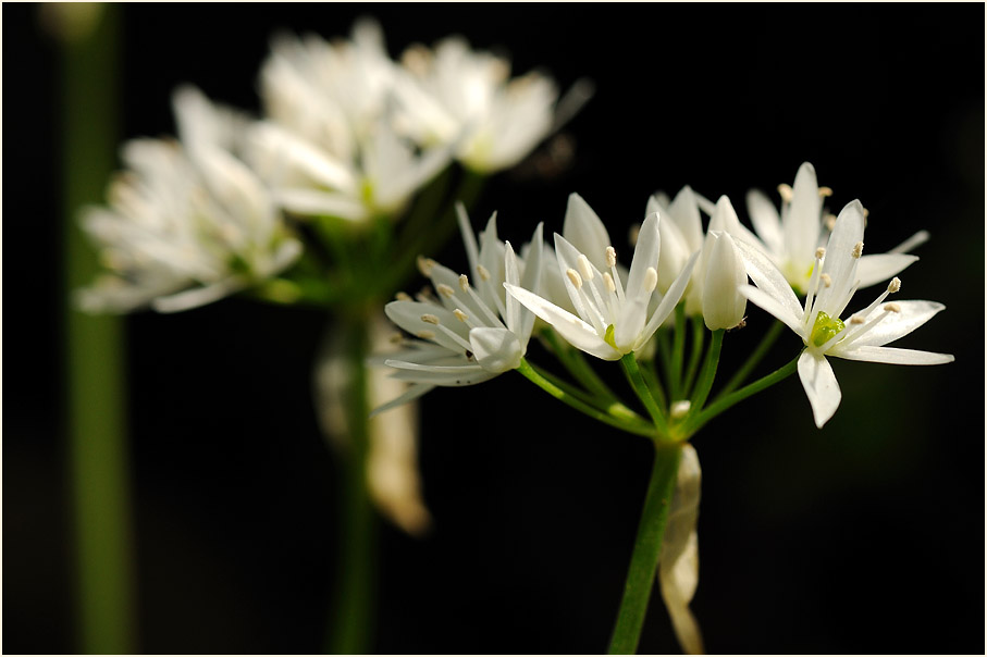 Bär-Lauch (Allium ursinum)