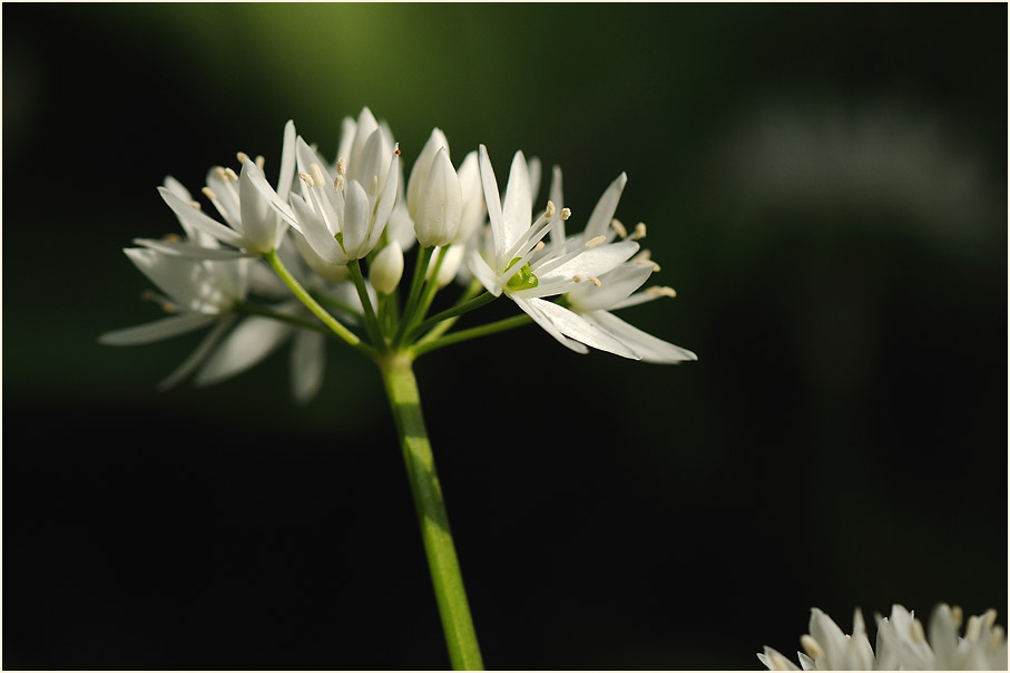 Bär-Lauch (Allium ursinum)