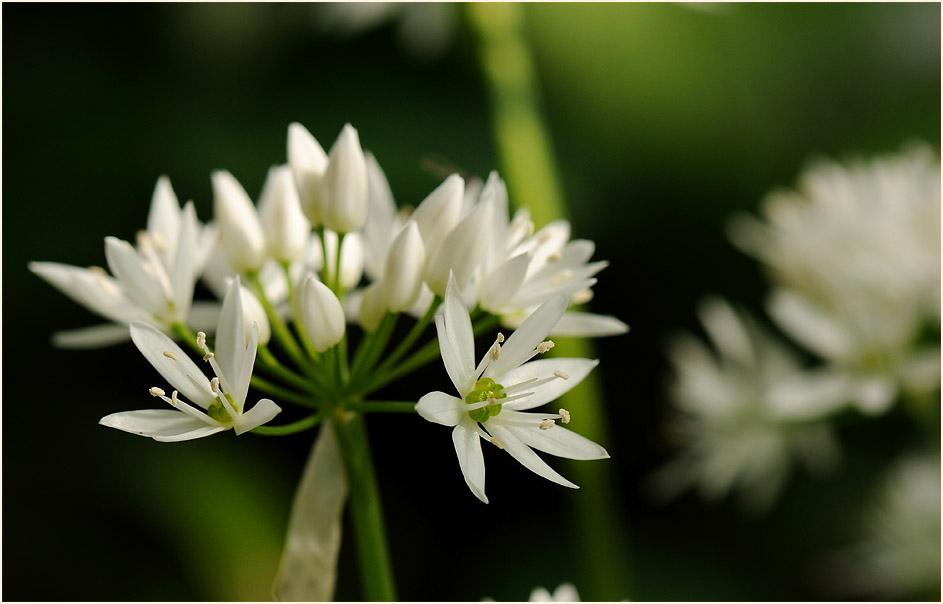 Bär-Lauch (Allium ursinum)