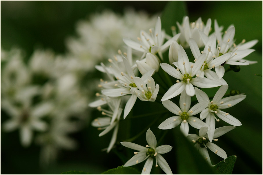 Bär-Lauch (Allium ursinum)