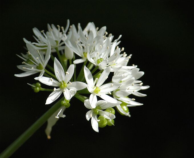 Bär-Lauch (Allium ursinum)