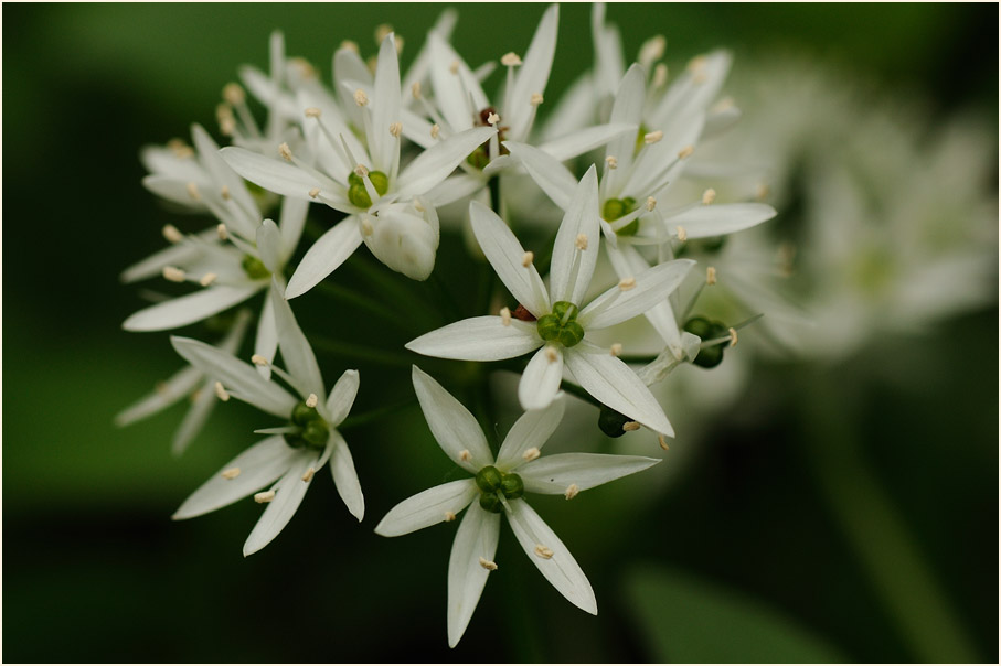 Bär-Lauch (Allium ursinum)