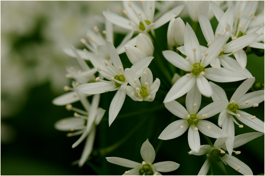 Bär-Lauch (Allium ursinum)