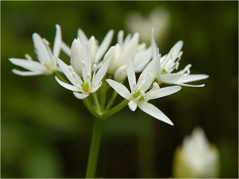 Bär-Lauch (Allium ursinum)