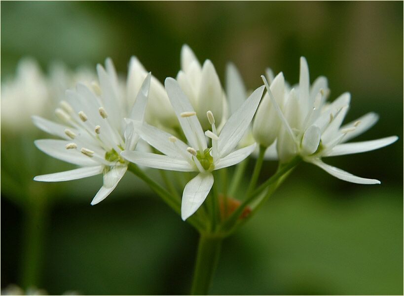 Bär-Lauch (Allium ursinum)