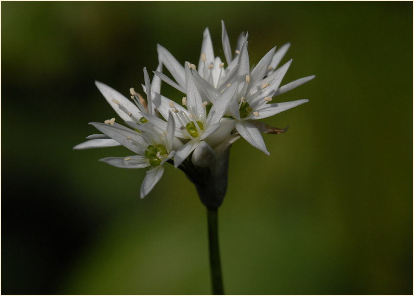 Bär-Lauch (Allium ursinum)