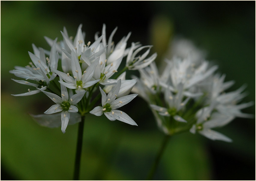 Bär-Lauch (Allium ursinum)