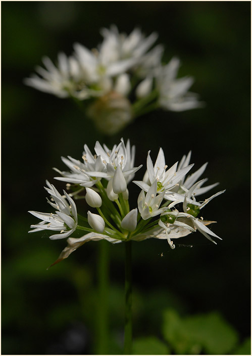 Bär-Lauch (Allium ursinum)