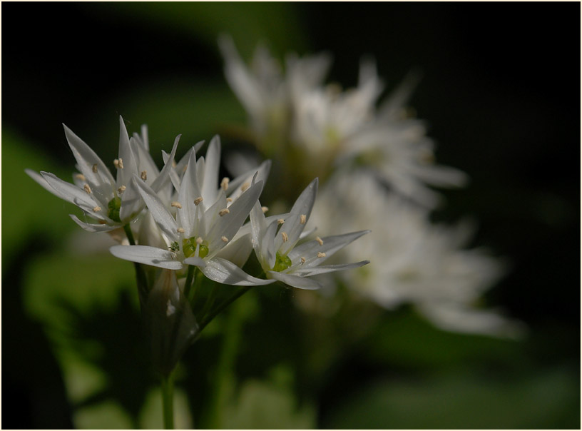 Bär-Lauch (Allium ursinum)