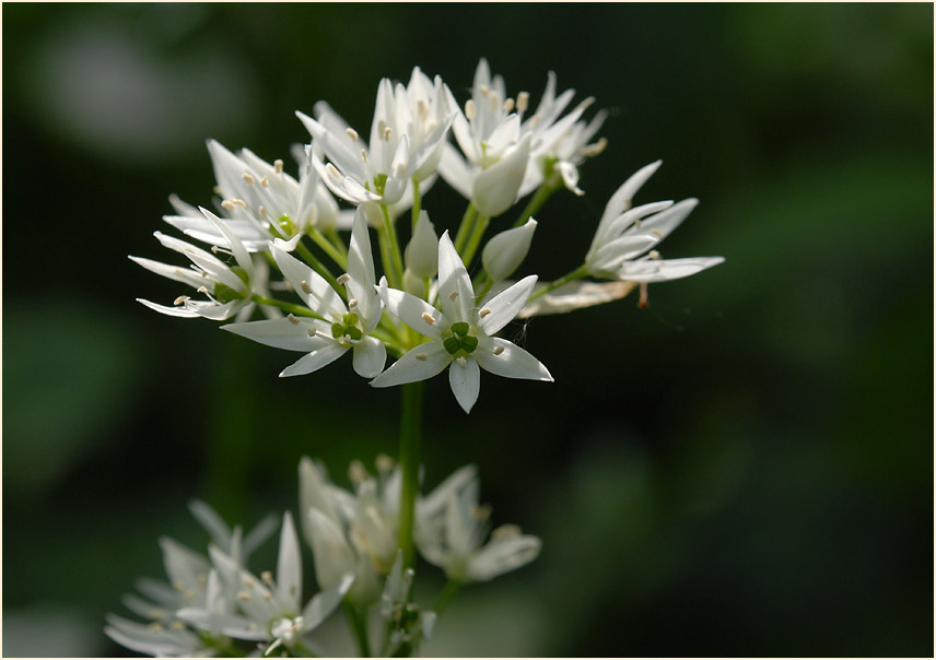 Bär-Lauch (Allium ursinum)