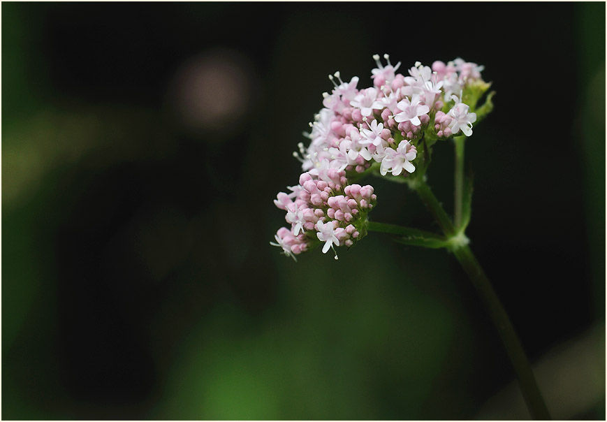 Baldrian (Valeriana)