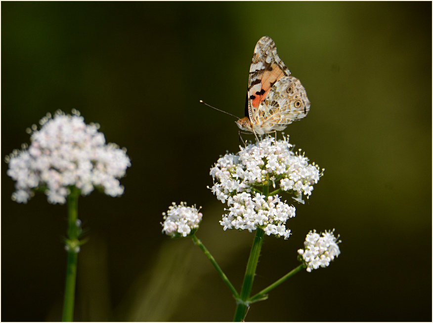 Distelfalter, Baldrian (Valeriana)