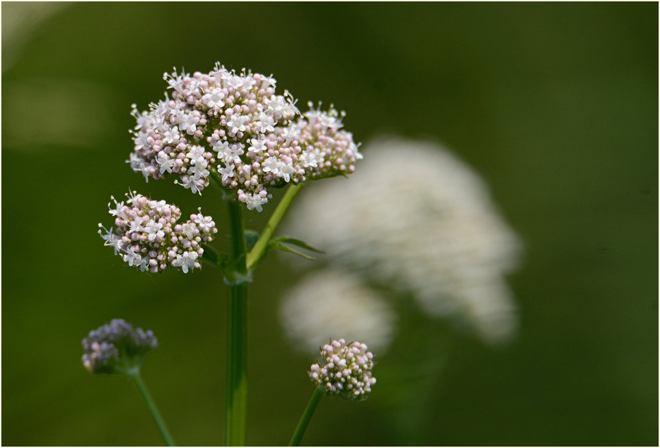 Baldrian (Valeriana)