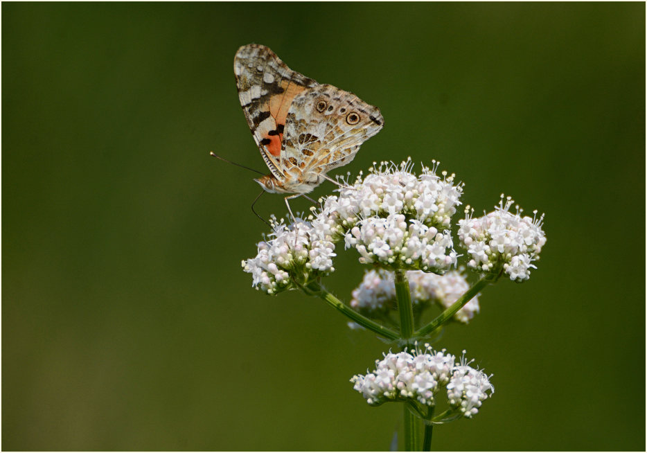 Distelfalter, Baldrian (Valeriana)