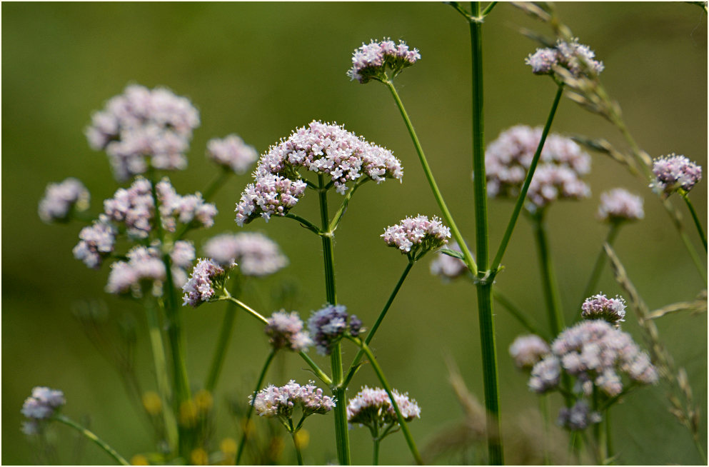 Baldrian (Valeriana)