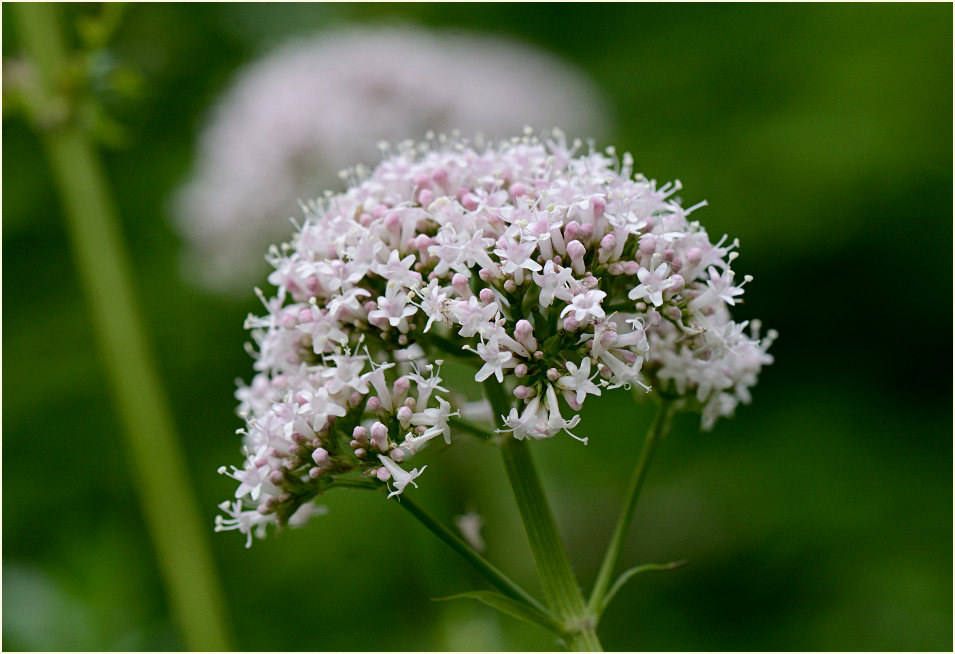 Baldrian (Valeriana)