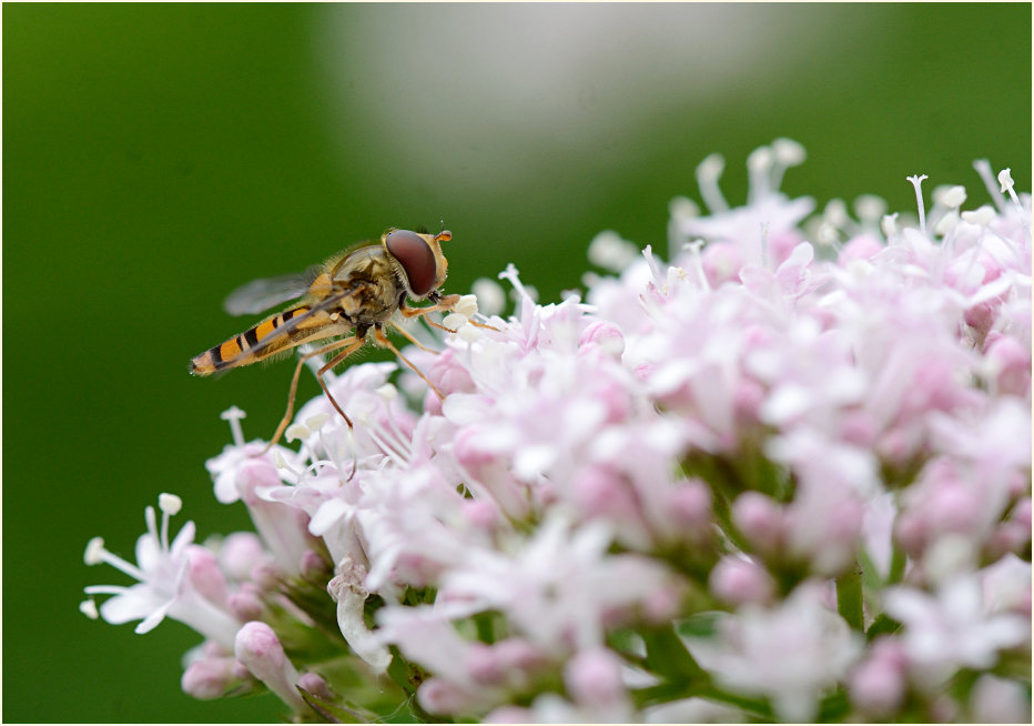 Schwebfliege auf Baldrian (Valeriana)