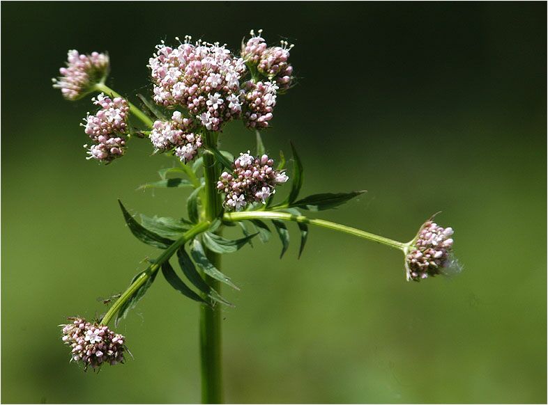 Baldrian (Valeriana)