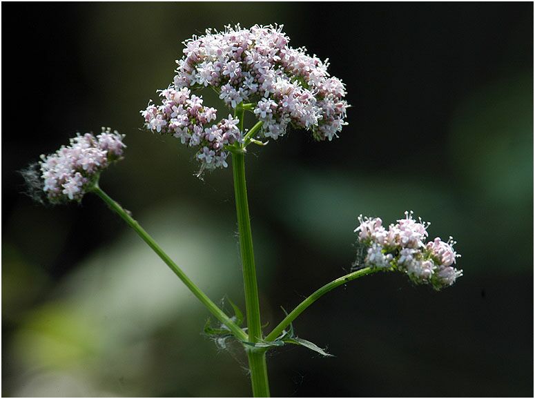 Baldrian (Valeriana)