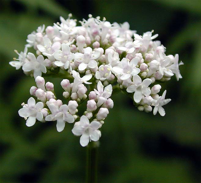 Baldrian (Valeriana)