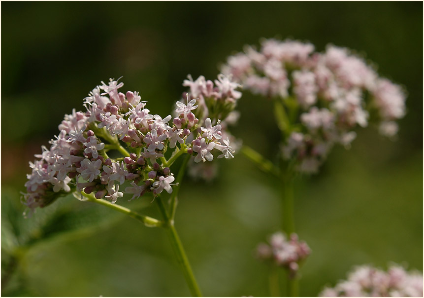 Baldrian (Valeriana)