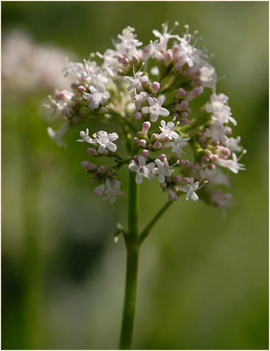 Baldrian (Valeriana)