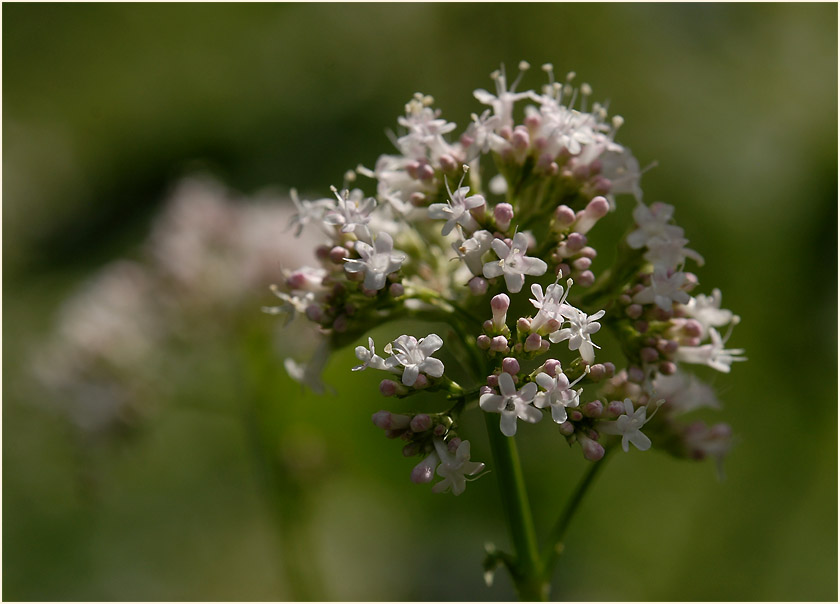 Baldrian (Valeriana)